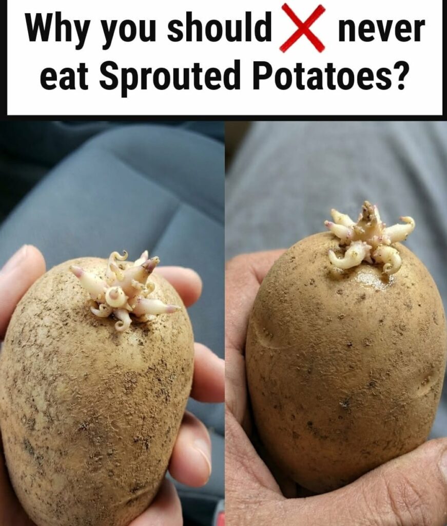 Before You Toss Those Creepy Sprouted Potatoes You Should Know This
