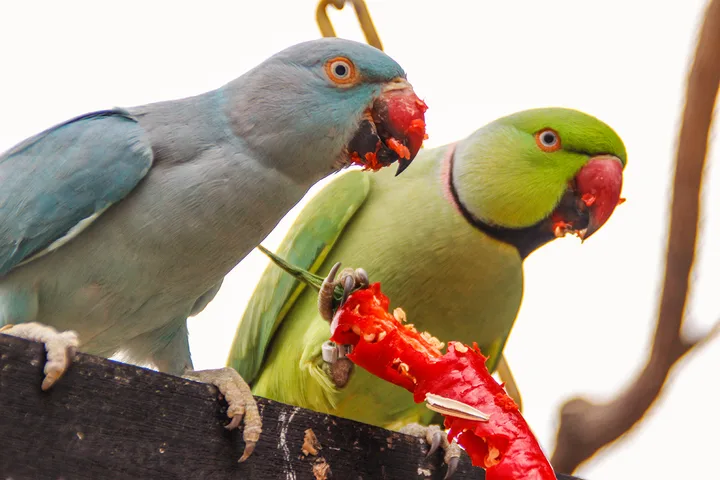 Two parakeets perched on a wooden ledge eating pieces of red pepper outdoors.