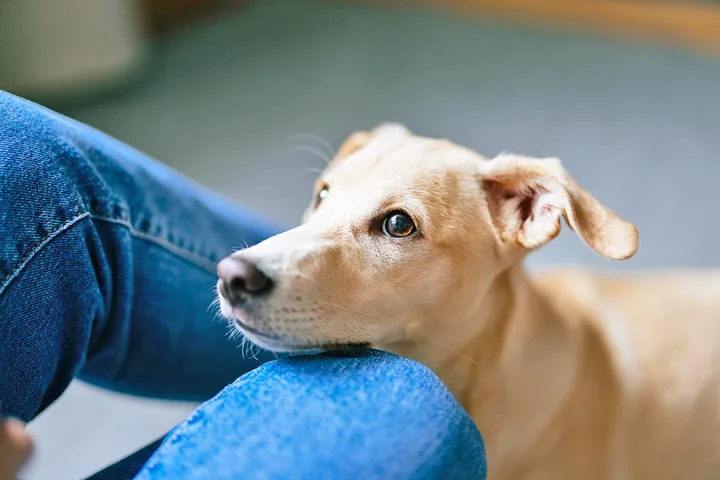 Golden dog rests chin on person's knee, gazing up with soulful eyes indoors.