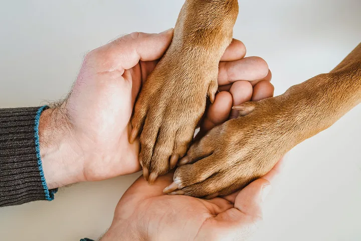 Two human hands cradling two brown dog paws against a white background.