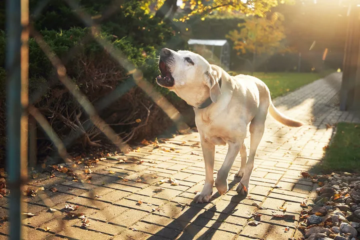Yellow Labrador barking outdoors on a sunlit brick path beside a fence.
