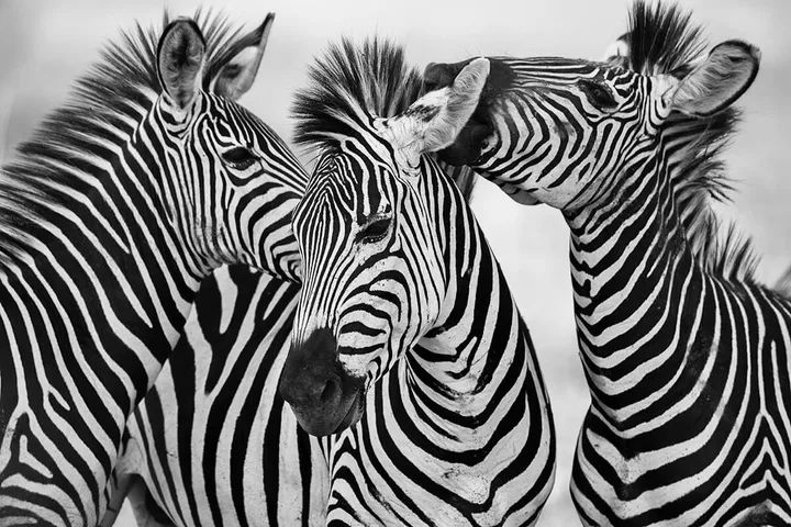 Three zebras in close-up showing their bold black-and-white stripe patterns against a pale background.