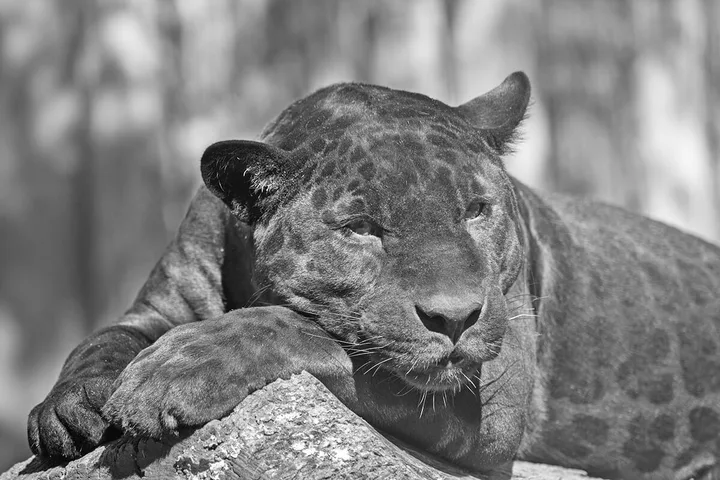 A black jaguar resting its head on a rock, its rosette pattern faintly visible through the dark coat.