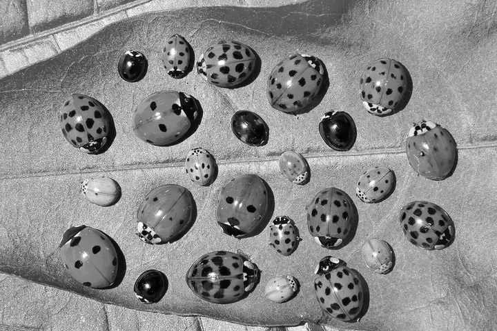 Dozens of ladybugs with varying spot patterns clustered together on a flat surface, shot from above.
