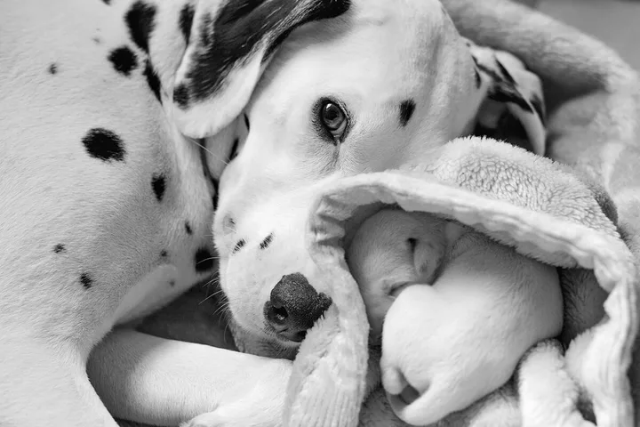 A Dalmatian dog with black spots cuddles a newborn puppy wrapped in a blanket.