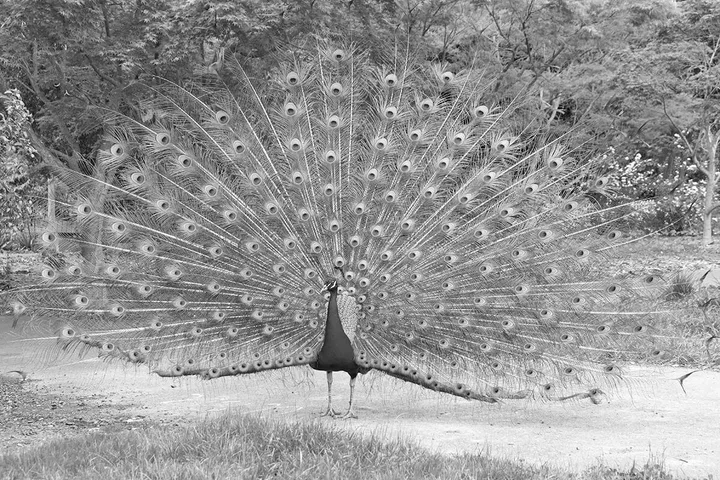 A peacock displaying its fully fanned tail feathers with eye-spot patterns in an outdoor setting.