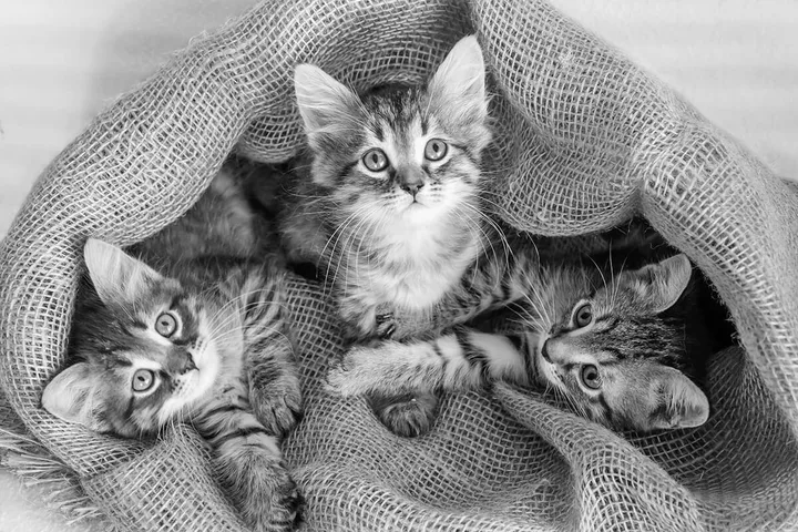 Three tabby kittens with striped fur patterns nestled inside a burlap sack, looking at the camera.