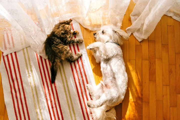A fluffy tabby cat and a white dog lying side by side on a striped rug in warm sunlight.