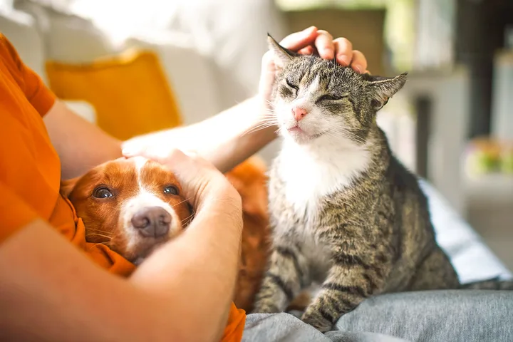 A person petting both a tabby cat and a small brown puppy simultaneously on a couch.