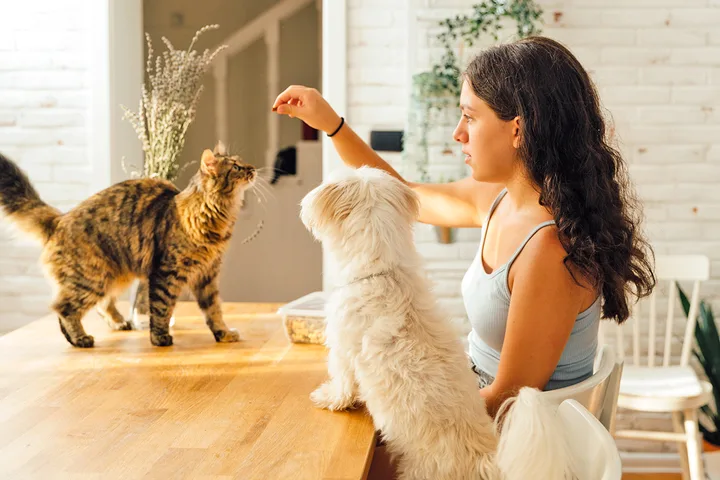 A young woman at a table interacting with a fluffy cat and a small white dog indoors.
