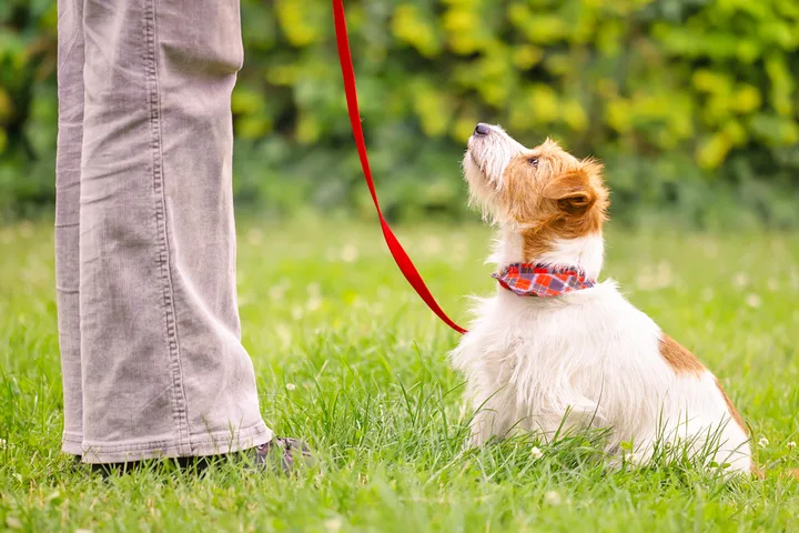 A small scruffy dog on a leash sitting attentively on grass looking up at its owner.