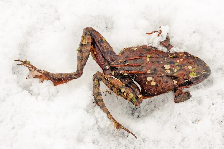 A frozen or dead frog lying flat on snow, appearing stiff and lifeless.