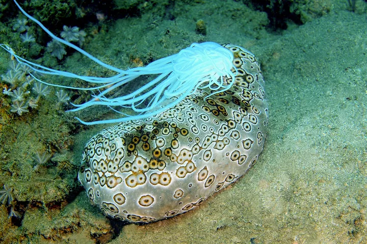 A spotted sea cucumber on the ocean floor ejecting white tubule organs underwater.