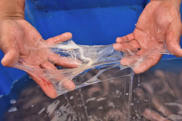 Hands stretching thick transparent slime from what appears to be a hagfish over a water tank.