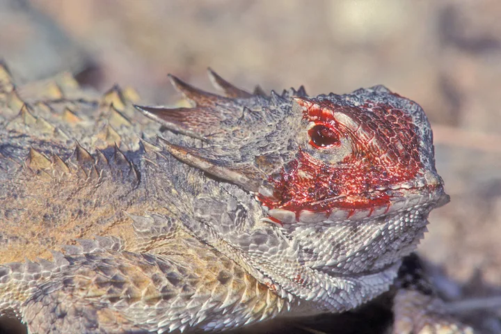 Close-up of a horned lizard with blood streaming from its eye area against a rocky background.