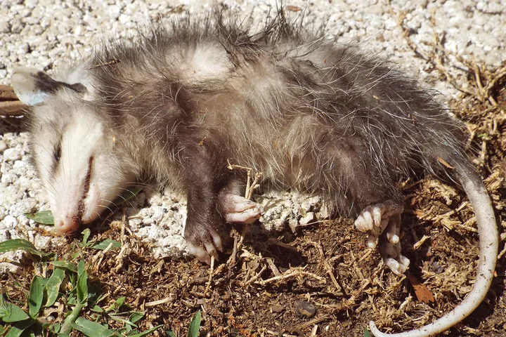 An opossum lying curled on dirt and gravel, appearing to play dead.