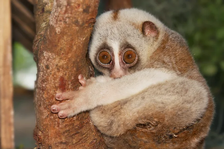 A slow loris with large round eyes clinging to a tree branch, looking directly at camera.