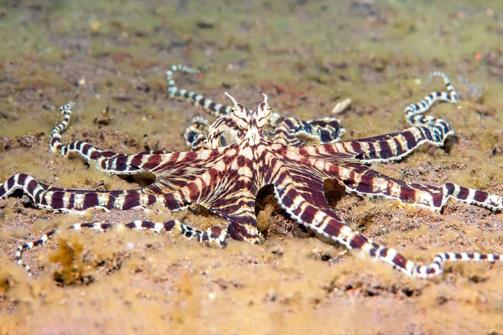 A mimic octopus with bold brown-and-white striped arms spread flat on a sandy ocean floor.