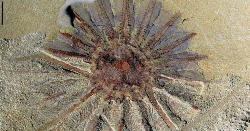 What Scientists Got Wrong About Ancient Sea Life