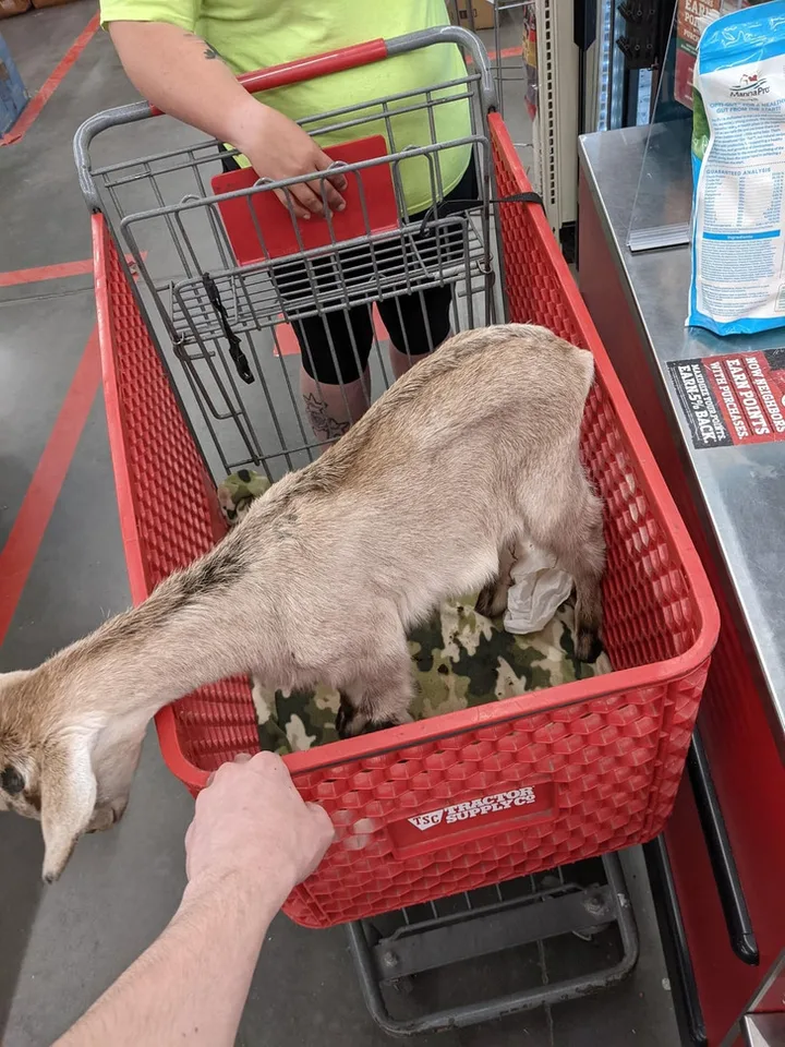 Small goat lying in a red Tractor Supply shopping cart at a store checkout, held by a person.