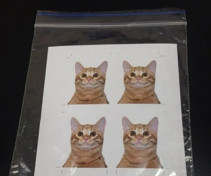 Four passport-style photo prints of an orange tabby cat in a plastic zip bag.