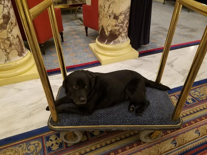 Black Labrador lying on a gold hotel luggage cart in an ornate marble lobby.
