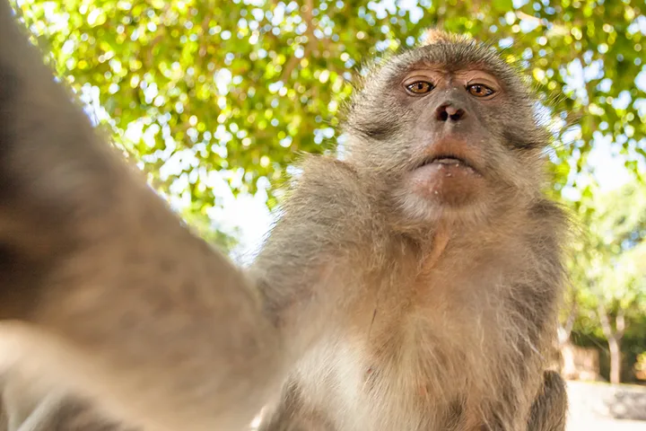 A macaque monkey stares into the camera in a close-up selfie-style shot outdoors.